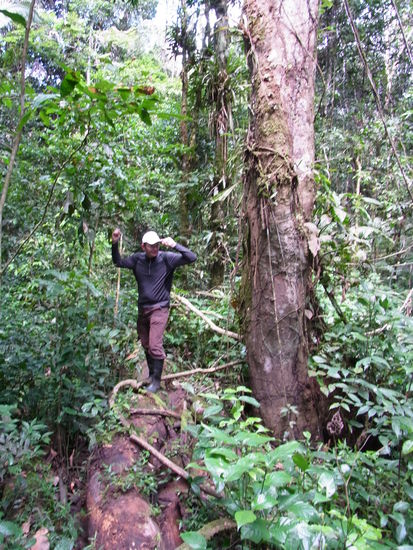 "Tarzan" tanzt um die Liane