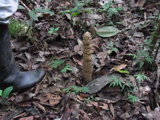 Bau der "Cigarro-Käfer", darin entwickeln sich die Larven zu fertigen Insekten