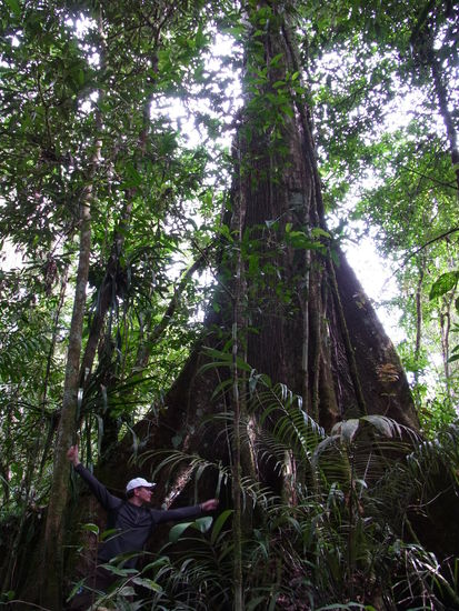 den hätten wir fast vergessen: es gibt unheimlich große Bäume im Urwald