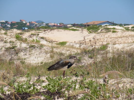 Treffen mit Duenenbewohnern...