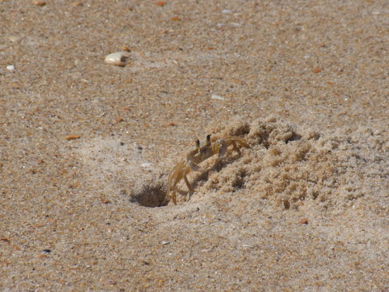 Krabben gibt es hier wie Sand am Meer...