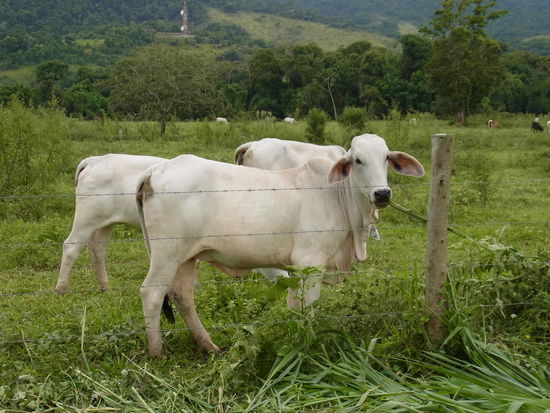 was denkt das Rindvieh wohl????
Haben wir am Wegesrand getroffen.