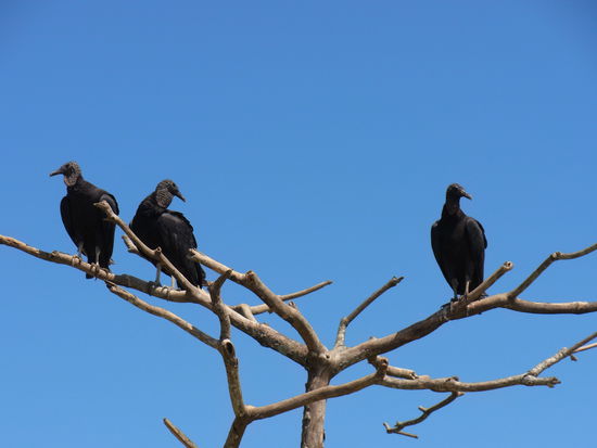 so nah sind wir den hiesigen Geiern selten gewesen, obwohl es jede Menge davon gibt.
Wir haben Krähen und die hier die Geier