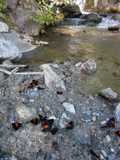 Schmetterlinge bei der Nahrungsaufnahme. Das ist ungefaehr nur ein Fuenftel aller Flatterer...