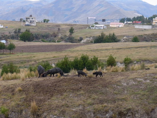 die für Ecuador typischen schwarzen Haus-Schweine