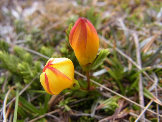 niedliche endemische Pflanzen