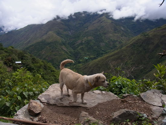Der Haushund hat genug von der schönen Aussicht
