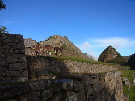 Lamas in der Morgensonne, könnten auch Guanacos gewesen sein