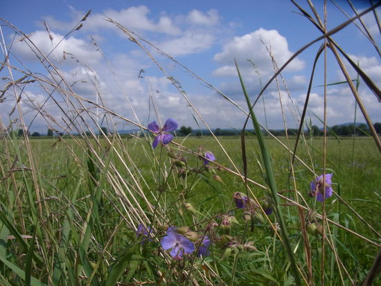 Guck durch die Blume...