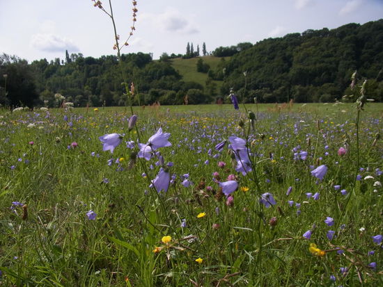 Wiese kunterbunt