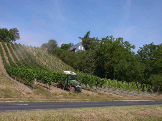 Einer der vielen kleinen Weinberge mit Traktor, der die Erde umpflügt
