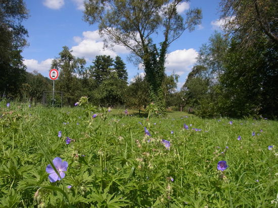 Überall blüht der "Storchschnabel"