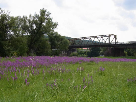 Diese Blumenart leuchtet und begleitet uns schon die ganzen Tage