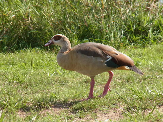 Von dieser Sorte Gans haben wir an allen Flussufern viele gesehen