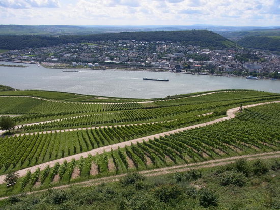 unendliche Weitsicht über Weinberge, den Rhein samt Hinterland