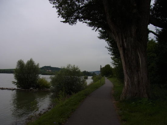 mächtige dicke Bäume am Wegesrand