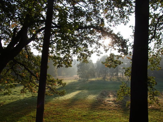 Morgendämmerung im Grunewald - es lohnt sich, früh aufzustehen