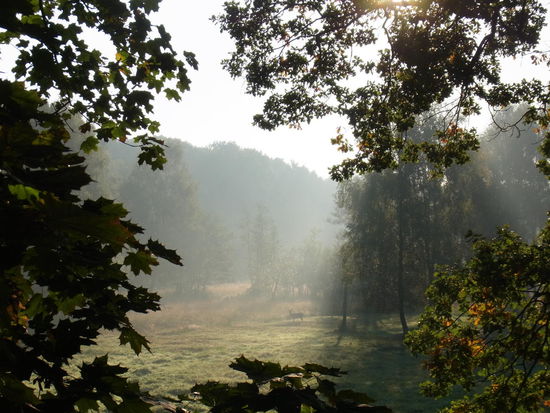 Leider sieht man die Hirschkuh im Hintergund nicht richtig...