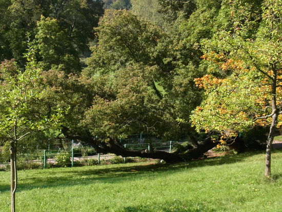 In der Gartenanlage von Goethes Sommerhaus-                                               ein waagerecht gewachsener Baum