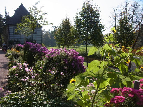 die Blumen sehen ziemlich sturmerprobt aus -                                                     im Hintergund das Sommerhaus