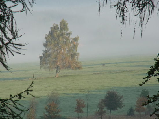 ...in den Morgennebel.