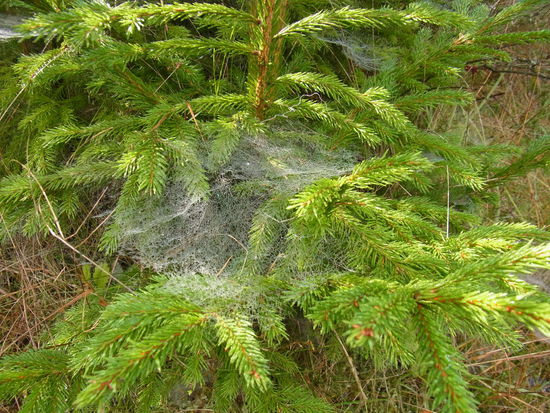 Solche Spinnwebenkunstwerke sieht man hauptsächlich im Herbst...