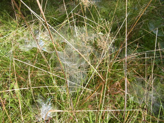 ...bevor der Tau sich verflüchtigt.