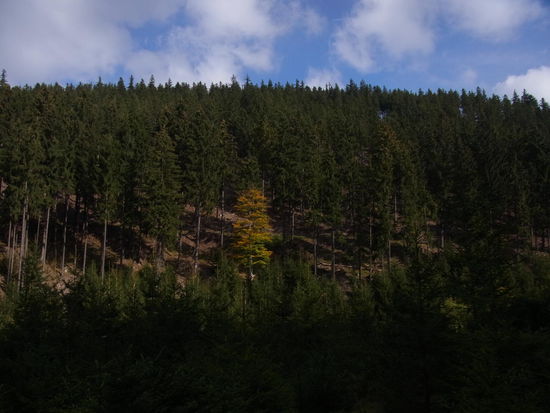 "Ein Laubbaum steht im Walde, ganz still und stumm"