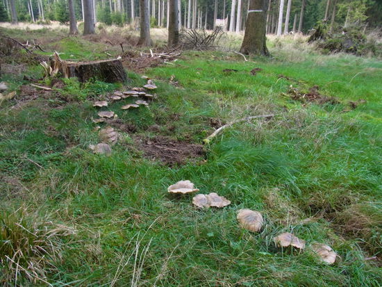 Pilze pflastern den Weg. Die bleiben allerdings stehen. Wer weiß, ob die genießbar sind.