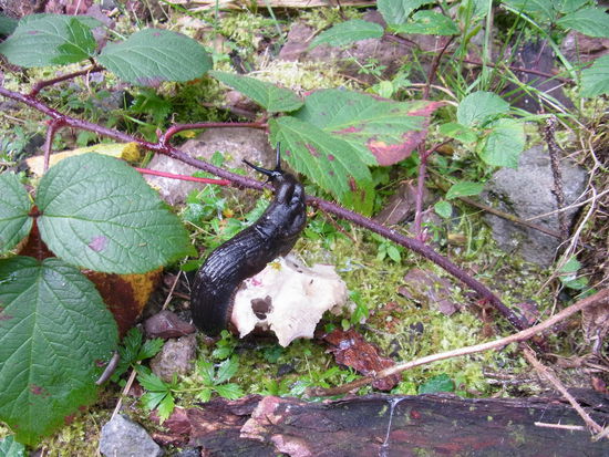 Der Schnecke ist das egal, die frißt alles, jedenfalls hat der Pilz unter ihr schon ganz schön gelitten.