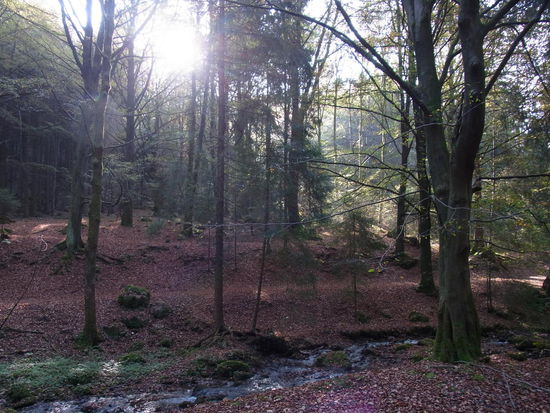 Herbststimmung im Walde