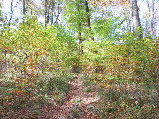 Lichtdurchfluteter Wald