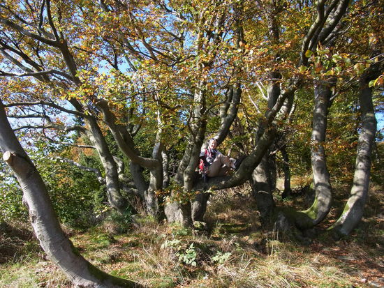 Da kann man auch auf Bäumen rumklettern...
