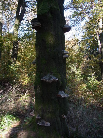 ...oder Baumpilze begutachten.