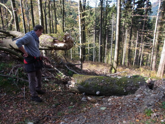 Dieser Baum hat sich selber demoliert