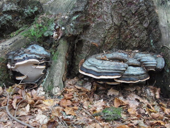 was für tolle Farben ein Baumpilz haben kann...