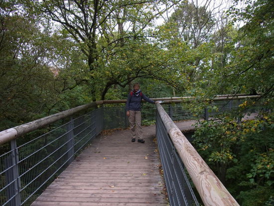 Mitten in den Baumkronen