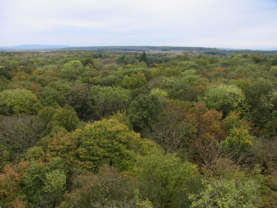 Weiter Blick über den Thüringer Wald vom Aussichtsturm