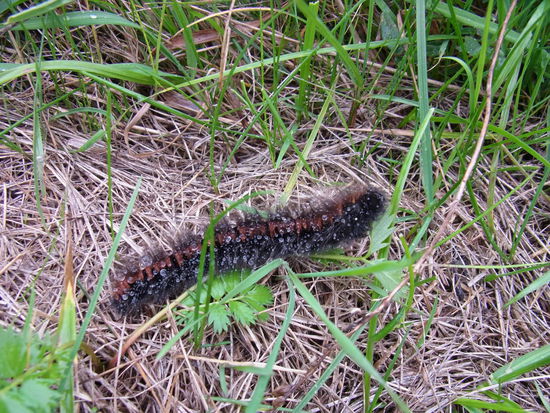 Die Raupe hat leider kein Regencape, dafür ist sie wunderschön geschmückt mit Regentropfen