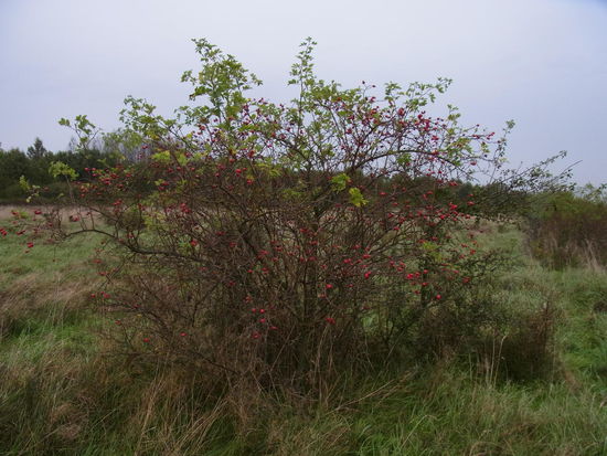 einer der vielen Hagebuttensträucher