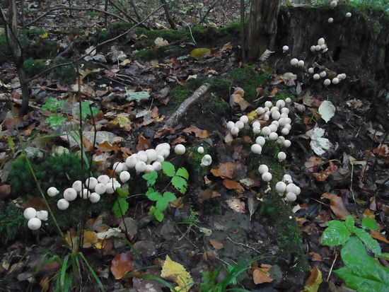 Nein, die werden nicht unser unser Abendmahl...