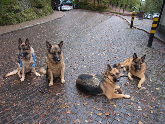 solche Prachtexemplare bekommt man nicht alle Tage in geballter Form vor die Linse