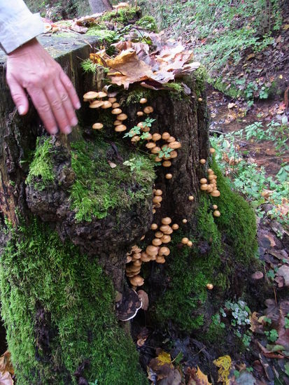 Gleich zu Beginn wieder so eine herbstlich-natürliche prachtvolle Waldschönheit