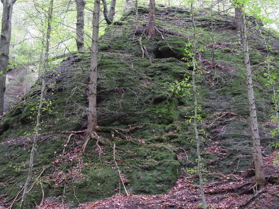 Baumwurzeln krallen sich in den Felsen