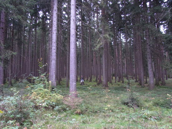 Tschüssi Thüringer Wald.....