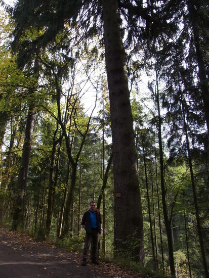 Die dickste Fichte im Thüringer Wald