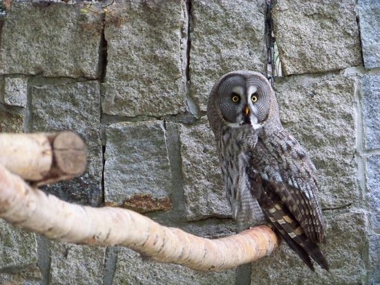 Eine der vielen prachtvollen Eulen, dieses Mal nicht aus Holz