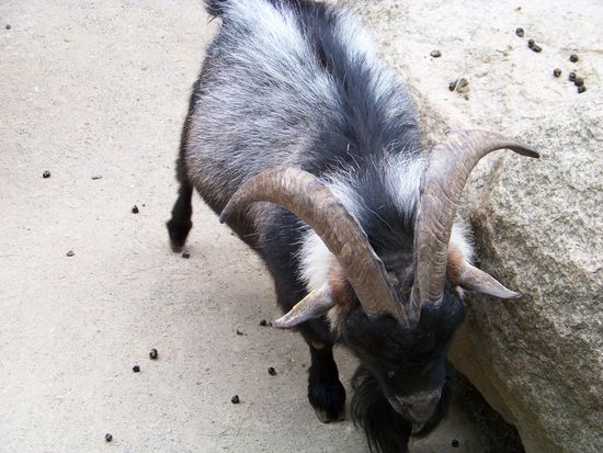 Und der Ziegenbock will sich wohl seine Hörner abstossen?