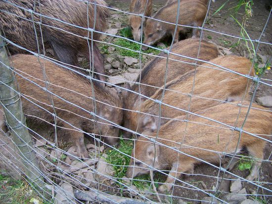 Frischlinge fressen frisches Gras