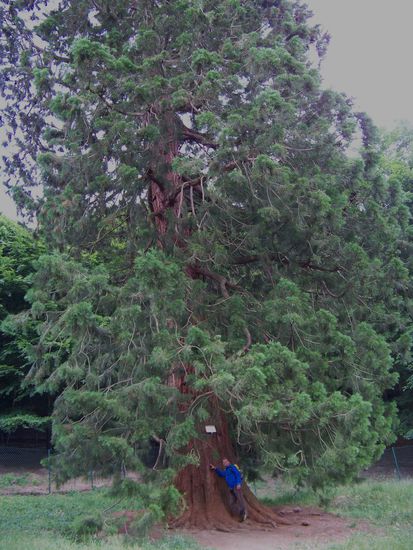 ...ein kleiner Mammutbaum (geschätzte 40 Meter hoch)